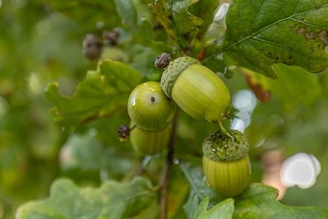 Green acorns hanging from an oak tree branch surrounded by lush green leave.. Stock Photos