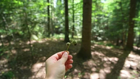 Green acorns held in hands in the forest Stock Footage 280984888