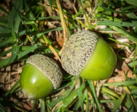 Green acorns lying on grass Stock Photos
