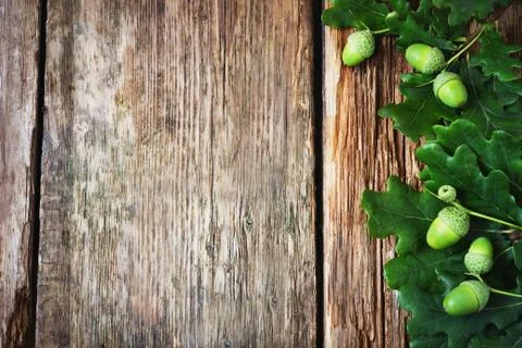 Green acorns Stock Photos