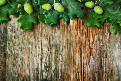 Green acorns Stock Photos