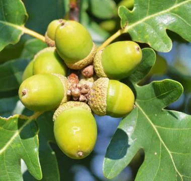 Green acorns Stock Photos