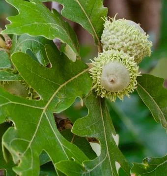 Green acorns Stock Photos