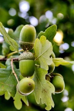 Green acorns. Stock Photos