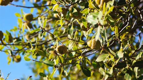 Green acorns on a tree Stock Footage 29156364