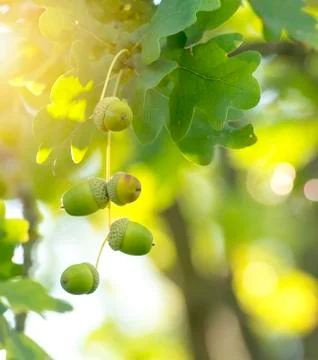Green acorns in the tree Stock Photos
