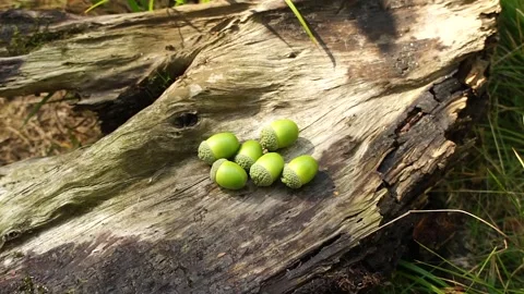 Green Acorns on the Tree Stump Log. Gathering Acorns in the Wild Video stock 306851832