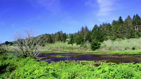 Green Acres Video stock 75019055