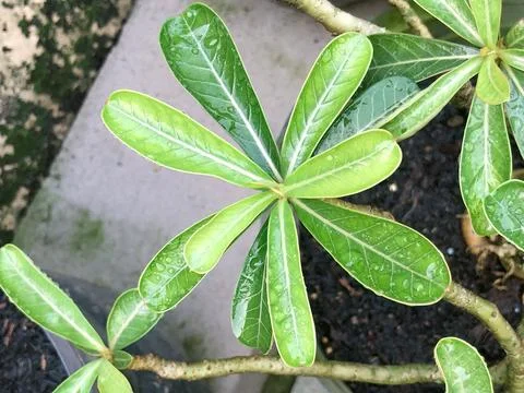 Green adenium leaf pattern with natural botanical texture Stock Photos
