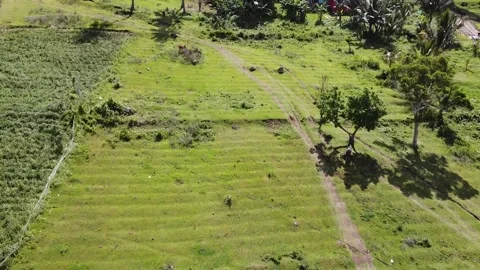 Green Agricultural Field Stock Footage 182912852