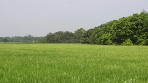 Green Agricultural Field Stock Footage 333969875