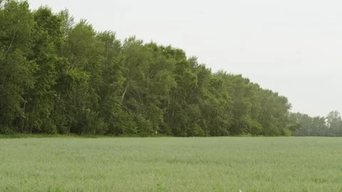 Green agricultural field next to a dense forest under sky Stock Footage 338201410