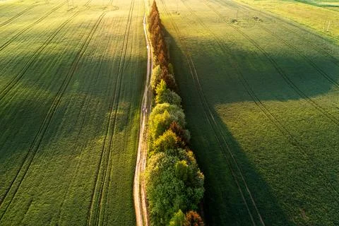 Green agricultural field Foto stock
