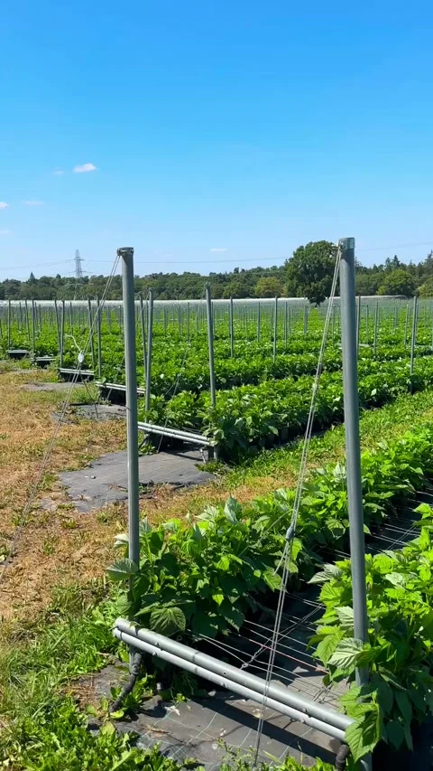 Green agricultural field with rows of raspberry plants on a trellis system Stock-Footage 345913658