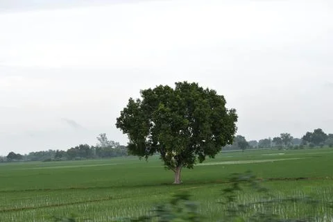 Green agricultural fields and trees across the rural Indian countryside Stock Photos