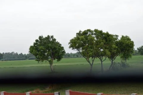 Green agricultural fields and trees across the rural Indian countryside Stock Photos