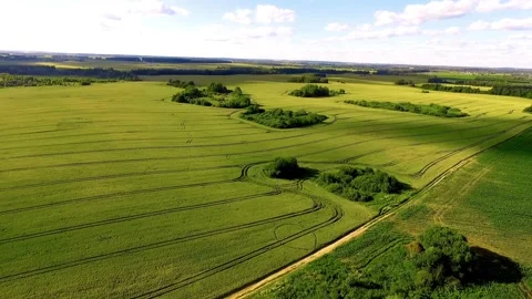 Green agricultural fields with tractor tracks and small forests Video stock 333829877