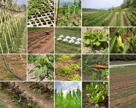 Green agriculture Stock Photos