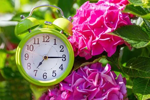 The green alarm clock in pink hydrangea flowers shows 7.15. Time to start, ea Stock Photos