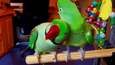 Green Alexandrine Parakeets Pair Stock Footage 207407628