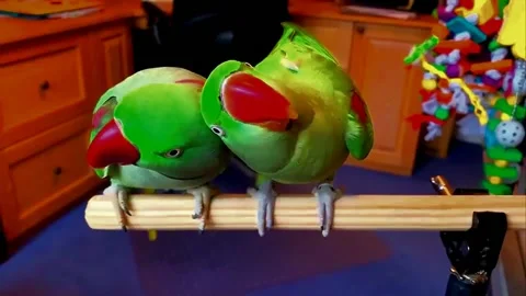 Green Alexandrine Parakeets Pair Stock Footage 207407672