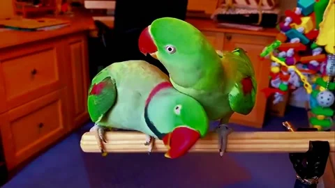 Green Alexandrine Parakeets Pair Stock Footage 207407675