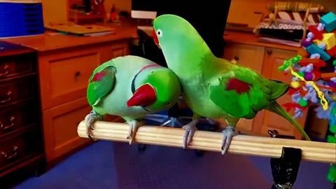 Green Alexandrine Parakeets Pair Stock Footage 207407726