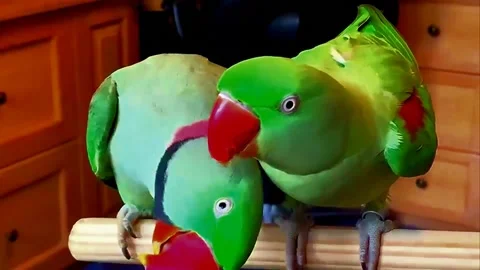 Green Alexandrine Parakeets Pair Stock Footage 207407770