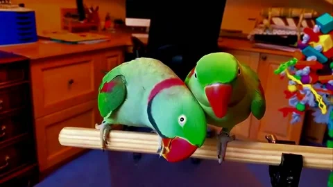 Green Alexandrine Parakeets Pair Stock Footage 207407929