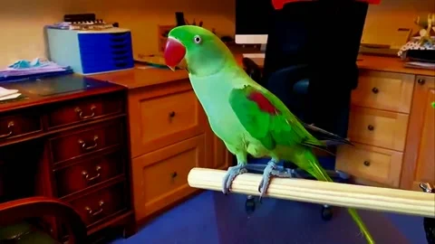 Green Alexandrine Parakeets Pair Stock Footage 207407933