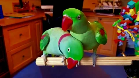 Green Alexandrine Parakeets Pair Stock Footage 207407935