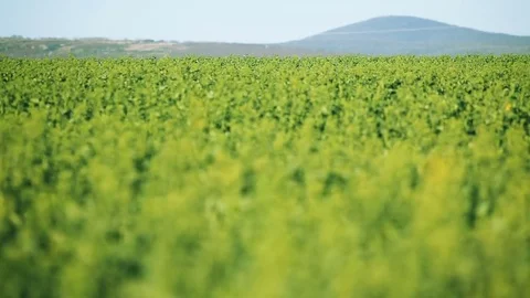 Green alfalfa field Stockbeeldmateriaal 74023531