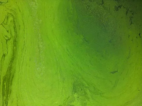 Green algae from above Stock Photos