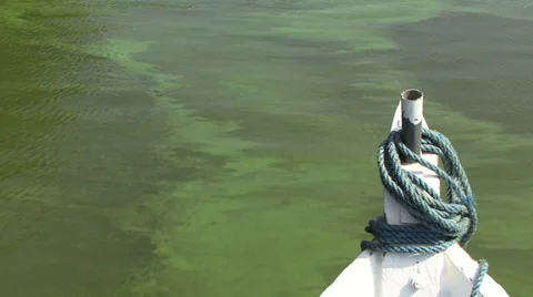 Green Algae on the amazon Video stock 29878337