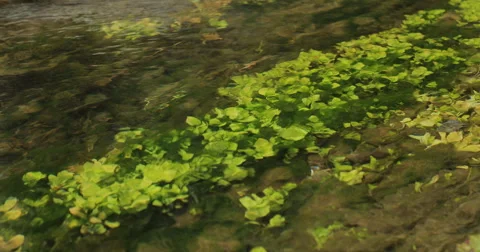 Green Algae and Aquatic Plants in River. Stock Footage 62919318
