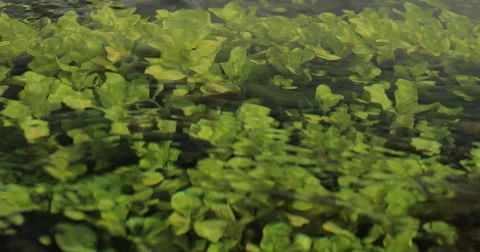 Green Algae and Aquatic Plants in River. Stock Footage 62919410