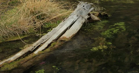 Green Algae and Aquatic Plants in River. Stock Footage 62919412