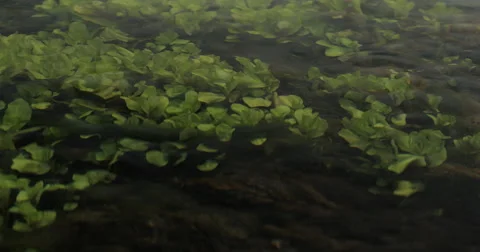Green Algae and Aquatic Plants in River. Stock Footage 62922425