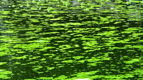 Green Algae and Bubble Lake Water Stock Footage 176129197