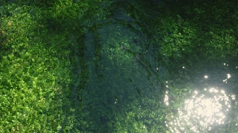 Green algae and grass under the clear river water 스톡 동영상 91130596
