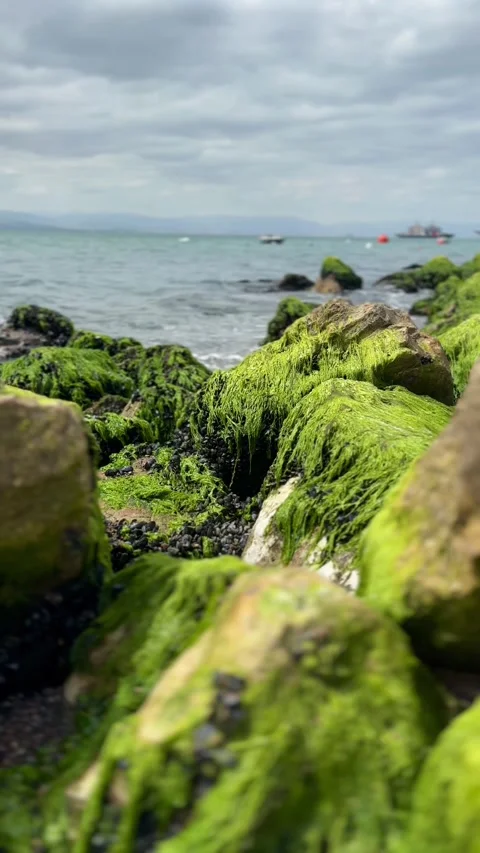 Green Algae and Mussels Covering Rocks by the Sea Stock Footage 314276536
