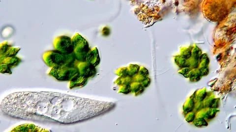 Green algae and protozoa under microscope 400x magnification Vídeos de archivo 317787927