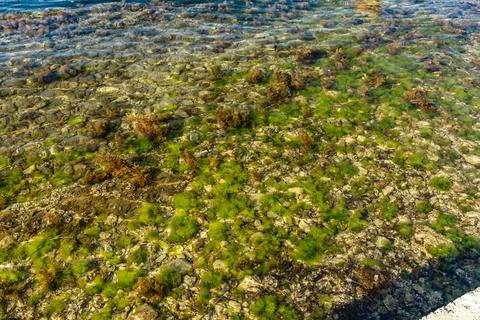 Green algae and seaweed floating in the Adriatic Sea Stock Photos
