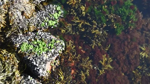 Green algae and seaweed on shoreline rocks at Balestrand, Sognefjord, Vestland, Stock Footage 344532982