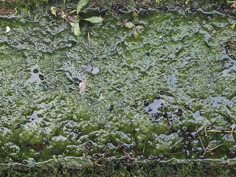 Green Algae and Small Aquatic Snails in Shallow Water copy Stock Photos