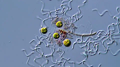 Green algae and spirochete bacteria under microscope 動画素材 317956458