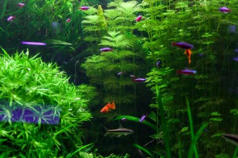 Green algae in the aquarium. Stock Photos