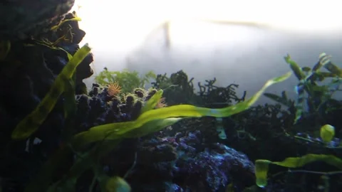 Green algae in aquarium water close-up	 Stock-Footage 300107370