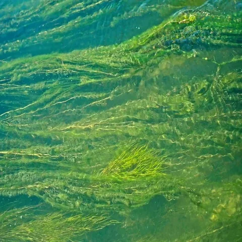 Green algae background moving long in a ... | Stock Video | Pond5