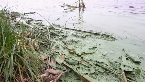 Green algae on the banks of river in 4K Stock Footage 142969054